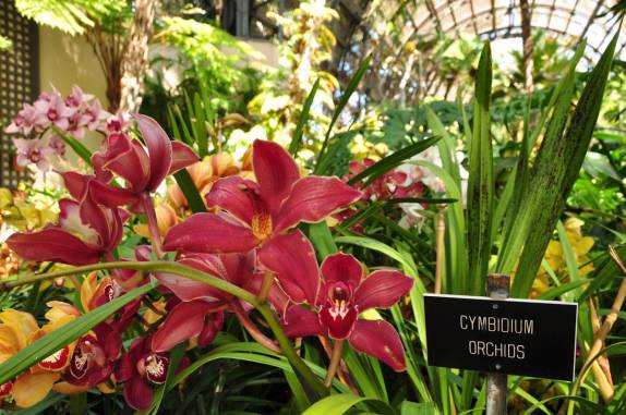 Belíssimas flores no Jardim Botânico do Balboa Park, em San Diego, no sul da Califórnia - Estados Unidos